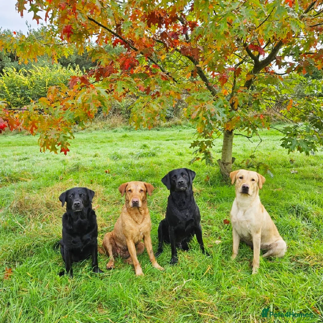 Labrador Retriever dogs for stud: Stunning yellow lab for stud - Advert 8