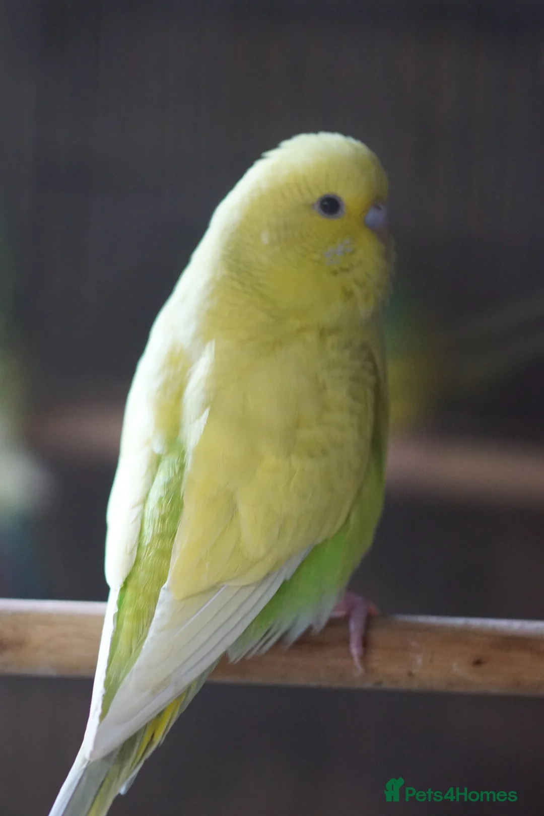 Budgerigars birds for sale:  Budgies  - Advert 2