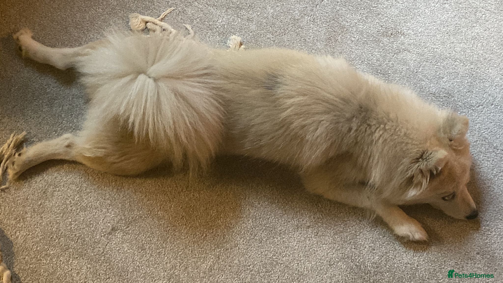 Pomsky dogs for sale: Beautiful Pomsky Puppies 3 Girls & 1 Boy Available in Carlisle - Advert 11