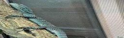 Monitor reptiles for sale: Blue Tree Monitor Male - Advert 3