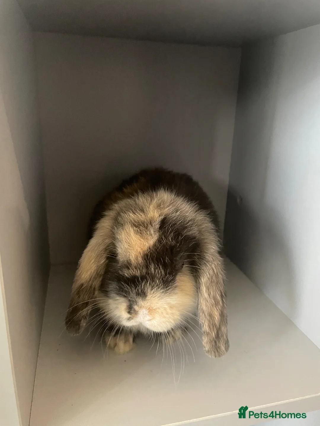 Mini Lop rabbits for sale: mini lops  - Advert 9