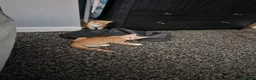 Mixed Breed cats for sale: Ginger female kittens - Advert 6