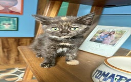 British Shorthair cats for sale: Pure British Shorthair Girls Ready Now! - Image 14