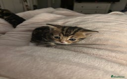 Mixed Breed cats for sale: *ONE LEFT* Beautiful long hair kittens - Advert 23