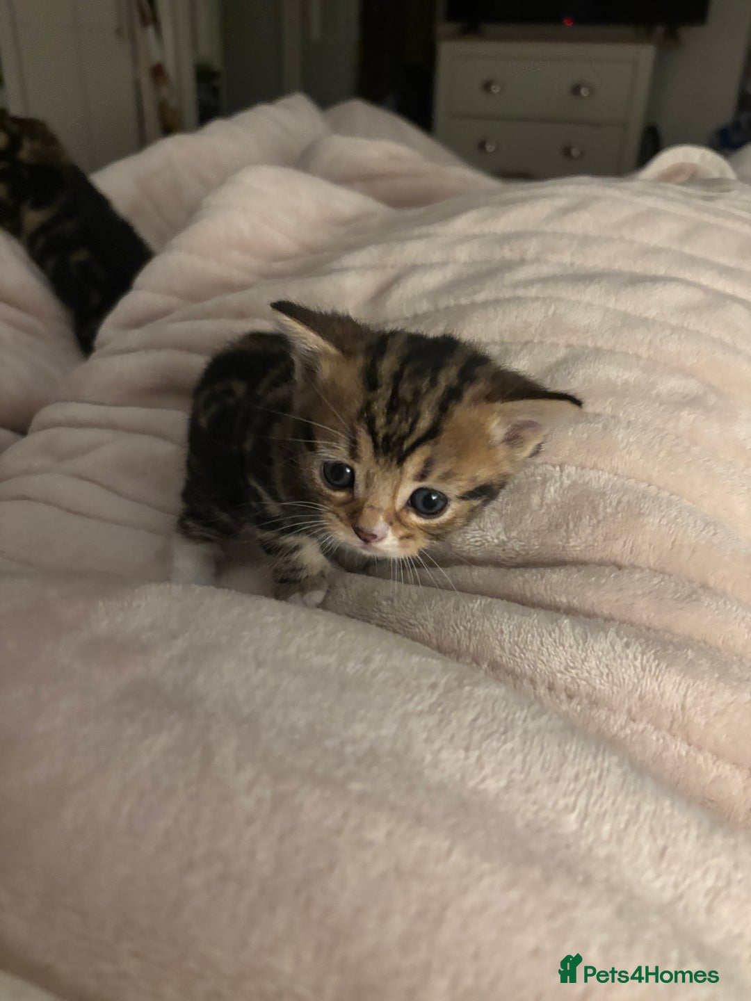 Mixed Breed cats for sale: *ONE LEFT* Beautiful long hair kittens - Advert 23