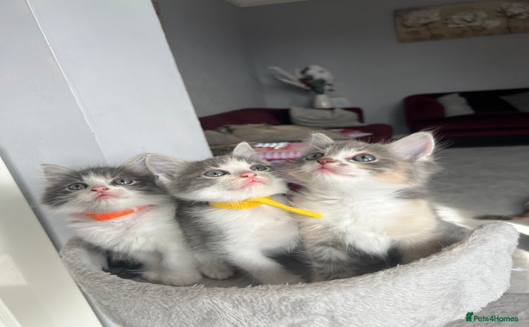 Ragdoll cats - Advert 13