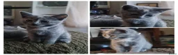 Mixed Breed cats for sale: Ragdoll x British shorthair  - Advert 4