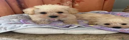 Westiepoo dogs for sale: Toy Westiepoo Puppies (Westie x Toy Poodle) - Advert 4