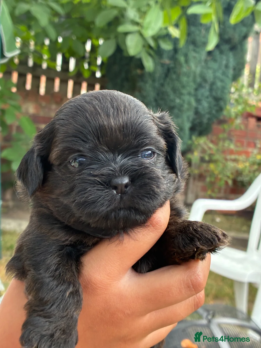 Shih Tzu dogs for sale: Beautiful Shih Tzu puppy - Advert 11