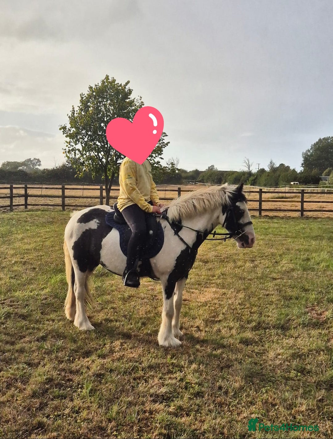 Other Breed horses for sale: 13hh Cob Mare - Advert 3