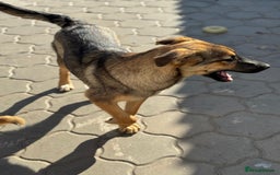 Mixed Breed dogs for adoption: BIBY, a Lovely young girl - for a Loving Home - Advert 23