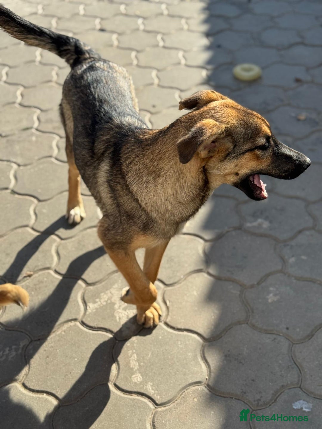 Mixed Breed dogs for adoption: BIBY, a Lovely young girl - for a Loving Home - Advert 23