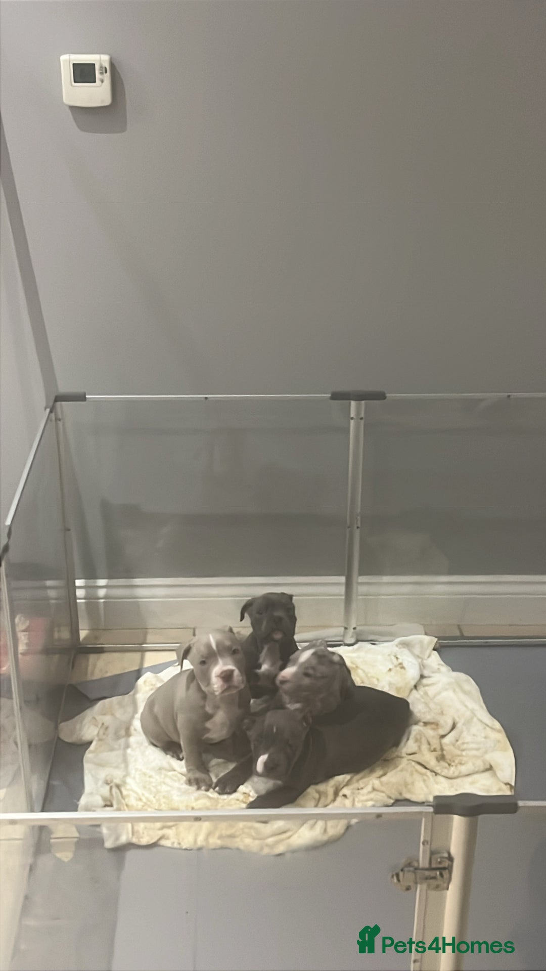 American Bully dogs for sale: BE FAST NOT LAST !! - Advert 6