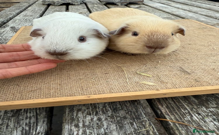 Guinea Pig rodents - Advert 12