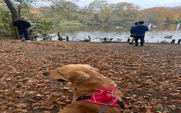 Golden Retriever dogs for stud: Proven Golden Retriever for Stud kC registered  in Doncaster - Image 6