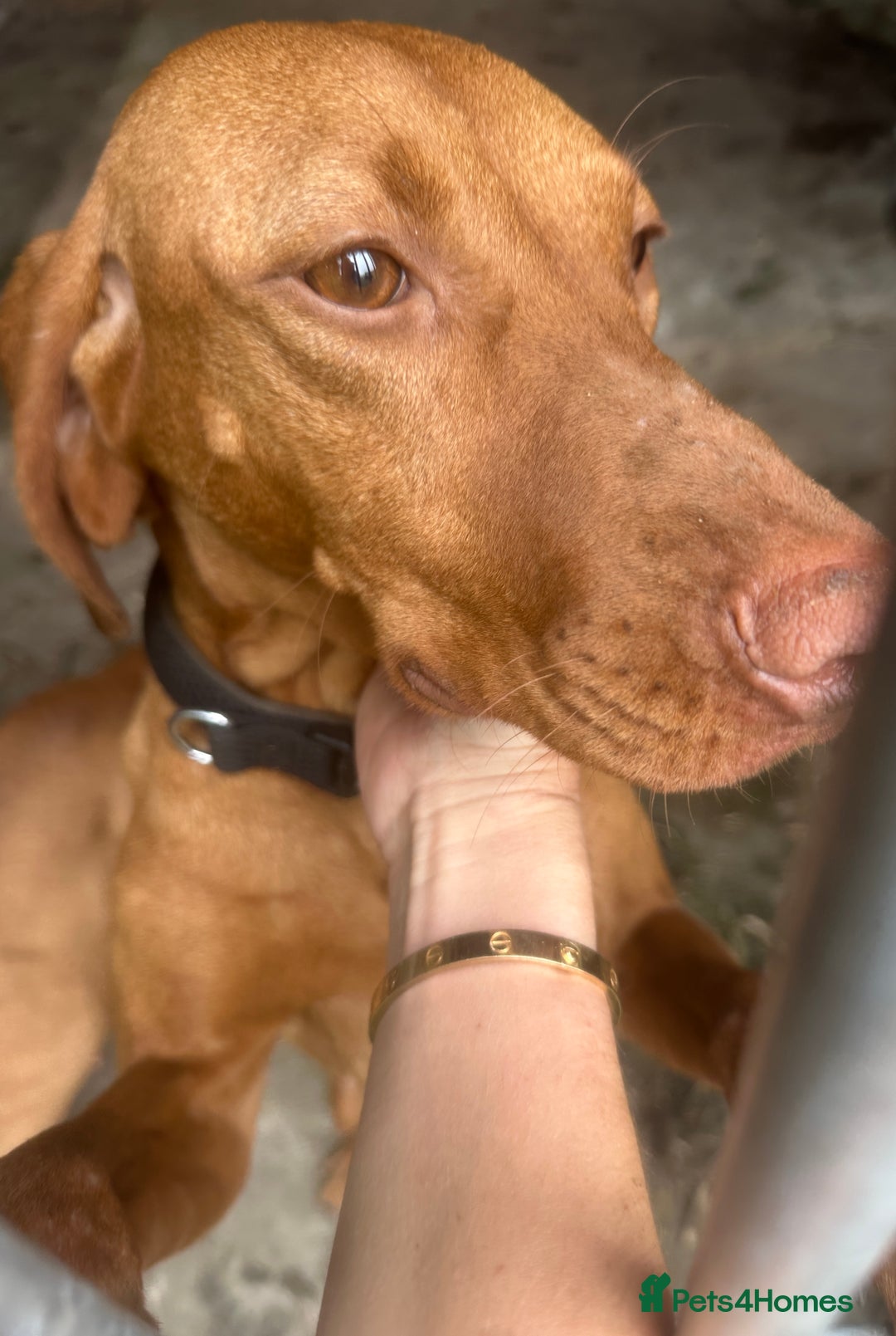 Hungarian Vizsla dogs for sale: 🐾KC Registered Hungarian Vizsla puppies🐾 - Image 9