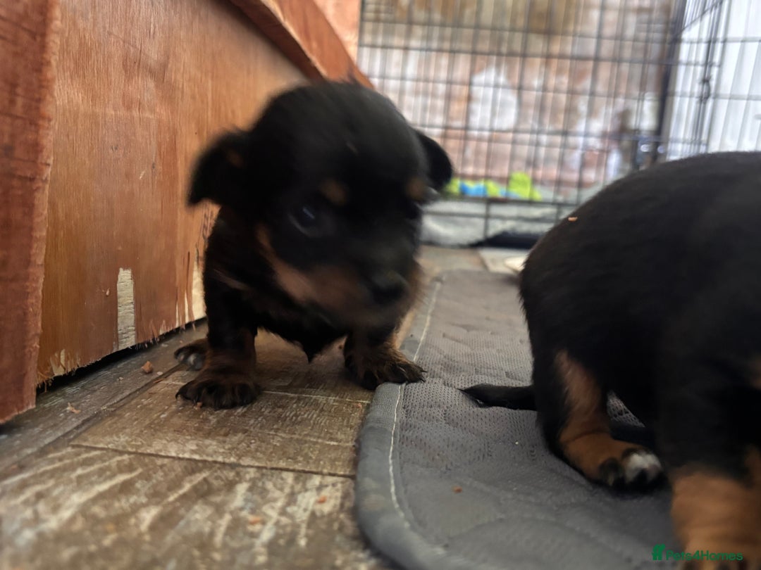 Mixed Breed dogs for sale: Jackawawa - Image 8