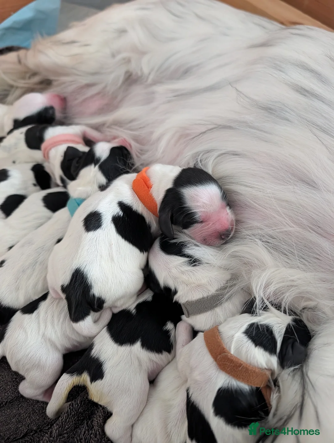 Sprocker dogs for sale: Beautiful litter of 11 Sprockers  - Advert 1