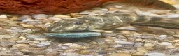 Angelfish fish for sale: Angelfish, clown pleco, tetras and dwarf frog - Advert 3