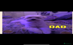 Maltipoo dogs for sale: Maltipoo Puppies  - Image 6