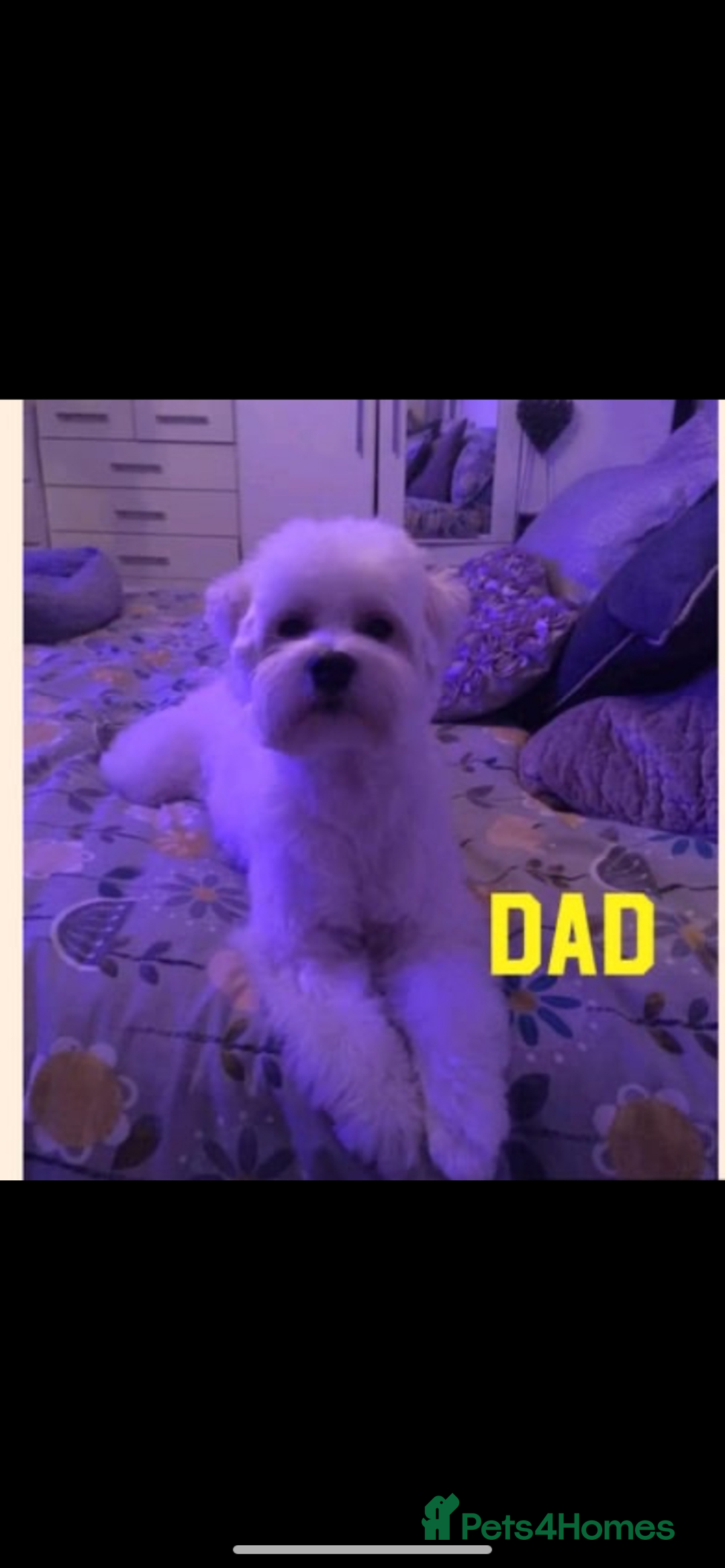 Maltipoo dogs for sale: Maltipoo Puppies  - Image 6
