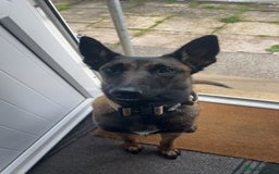 Belgian Shepherd Dog dogs for sale: frost - Image 1