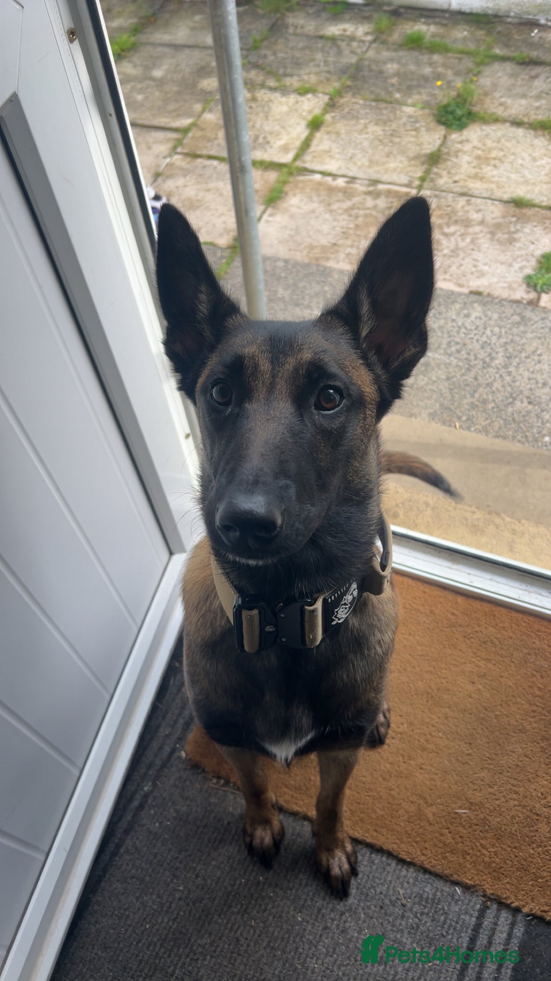 Belgian Shepherd Dog dogs for sale: frost - Image 1