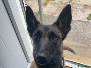 Belgian Shepherd Dog dogs - Advert 11