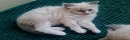 Ragdoll cats for sale: Last female Ragdoll kitty READY NOW - Advert 10