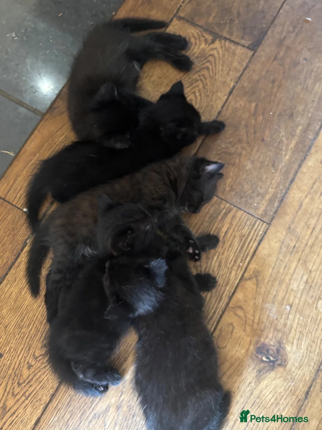 British Shorthair cats for sale: 5 beautiful black kittens - Advert 2