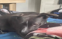 Mixed Breed dogs for sale: dog labrador - Image 2