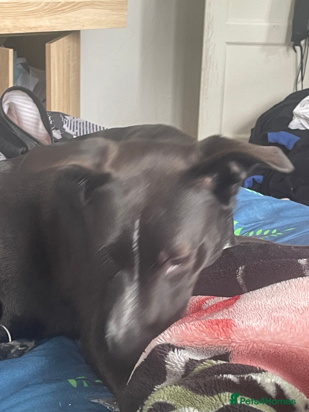 Mixed Breed dogs for sale: dog labrador - Image 2