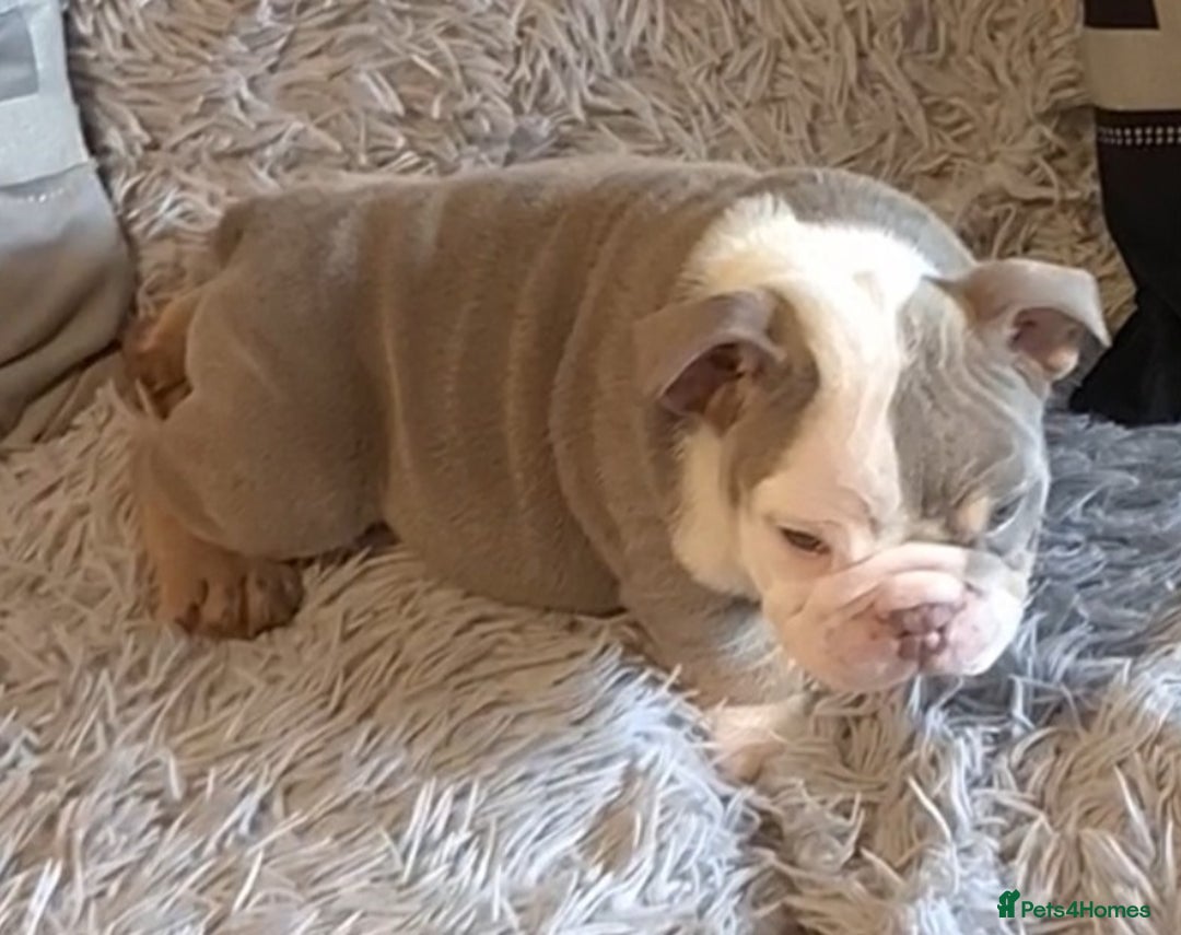 English Bulldog dogs for sale: Kc reg British bulldogs  - Image 32