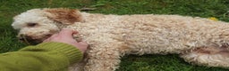 Toy Poodle dogs for stud: FullPanel DNA Tested Clear, KC reg+ Apricot in Heathfield - Advert 5