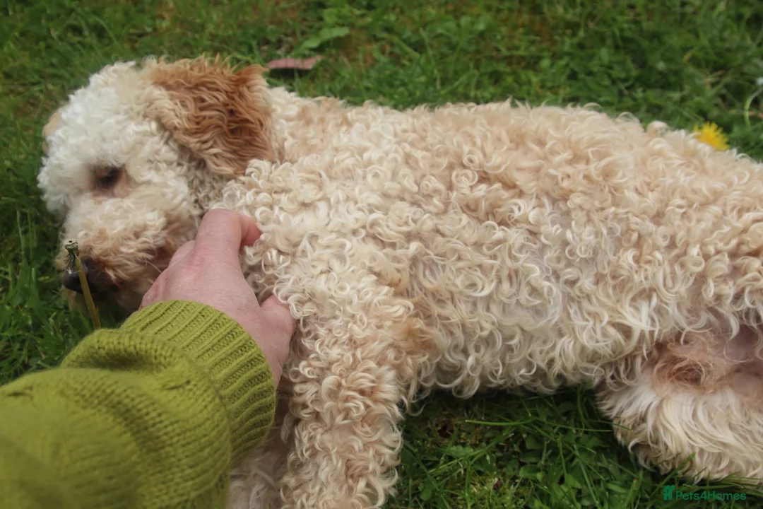 Toy Poodle dogs for stud: FullPanel DNA Tested Clear, KC reg+ Apricot in Heathfield - Advert 5