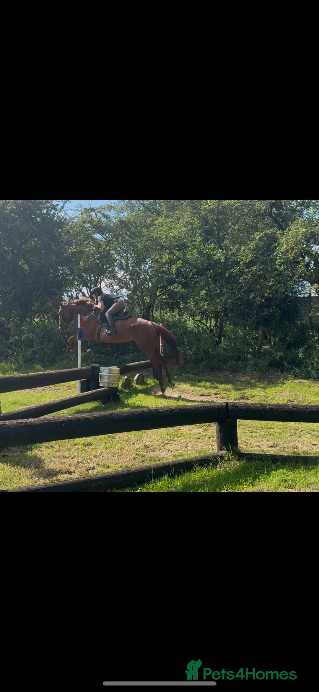 English Thoroughbred horses for sale: Five winds bunny b  - Image 3