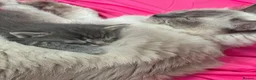 Mixed Breed cats for sale: Ragdoll X Bengal in Newmarket - Advert 3