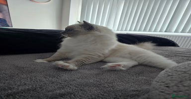 Ragdoll cats - Advert 10