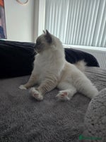 Ragdoll cats - Advert 4