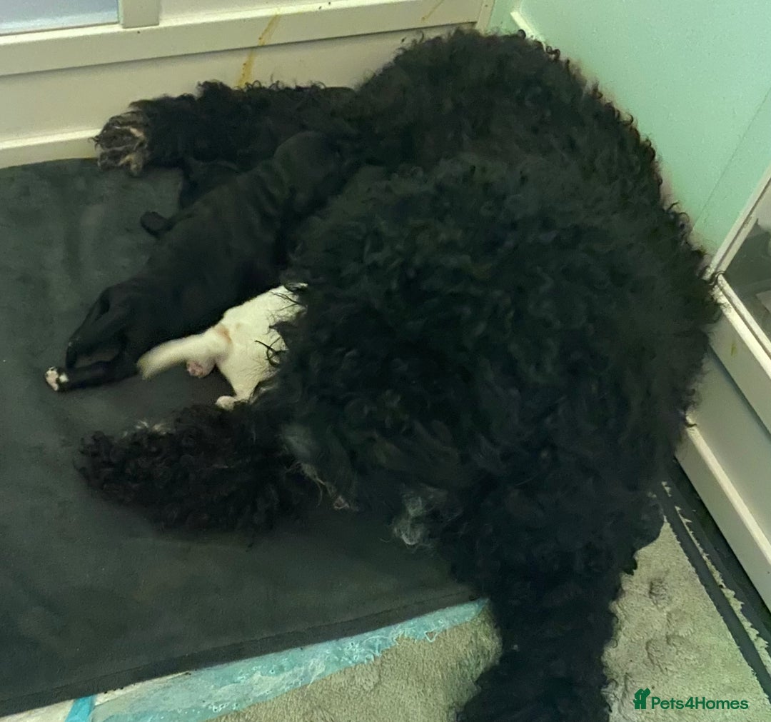 Cockapoo dogs for sale: Beautiful F2 Cockapoo Puppies  - Advert 6