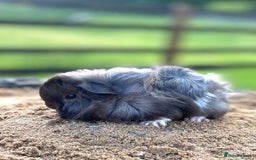 Guinea Pig rodents for sale: Long haired Guinea Pigs For Sale - Image 2