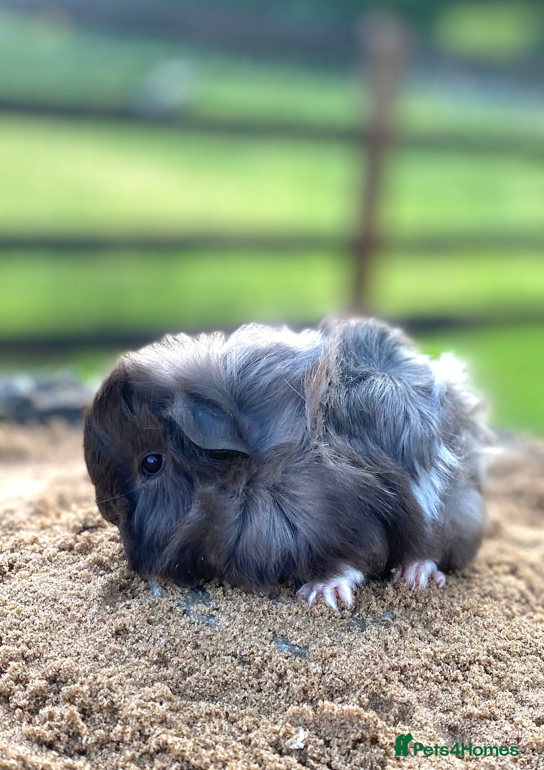 Guinea Pig rodents for sale: Long haired Guinea Pigs For Sale - Image 2