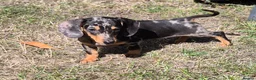 Miniature Dachshund dogs for sale: Miniature Dachshund Puppies - Advert 2