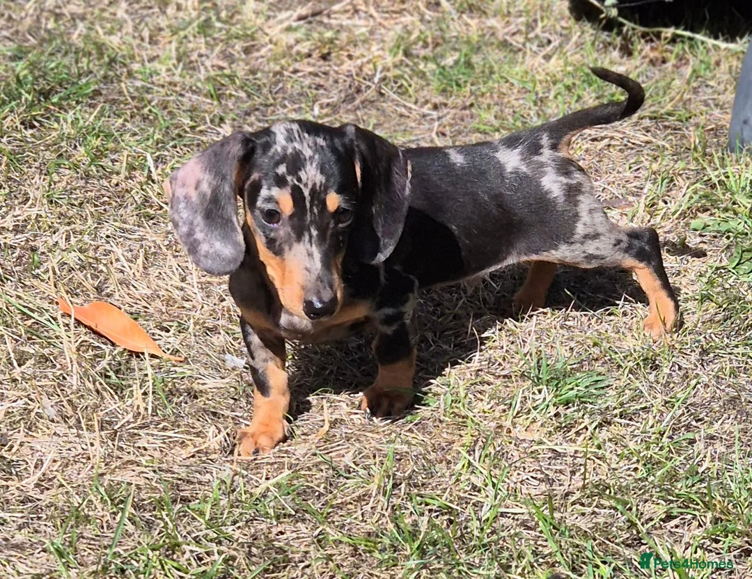 Miniature Dachshund dogs for sale: Miniature Dachshund Puppies - Advert 2