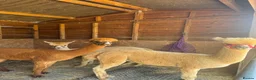 Alpaca livestock for sale: Tony, Timmy & Teddy – BACS Registered Alpaca Trio in Markfield - Advert 7