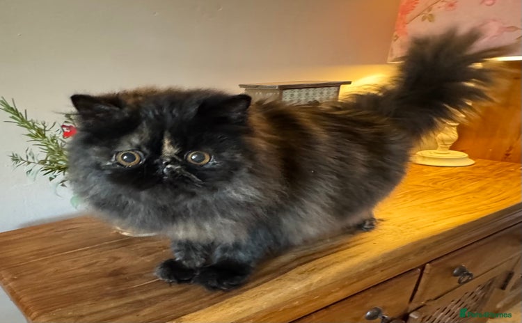 Persian cats - Advert 4