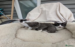 Turkish Van cats for sale: Beautiful kittens for sale  - Image 5