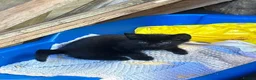 Mixed Breed cats for sale: 4 beautiful kittens 8 weeks old today! - Advert 7