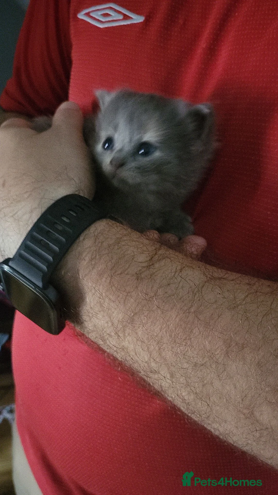 Mixed Breed cats for sale: Beautiful grey and cream girl  - Advert 5