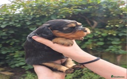 Cavalier King Charles Spaniel dogs for sale: Beautiful female cavalier king charles spaniels - Image 7